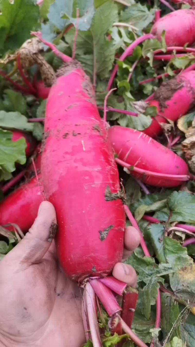 红皮萝卜