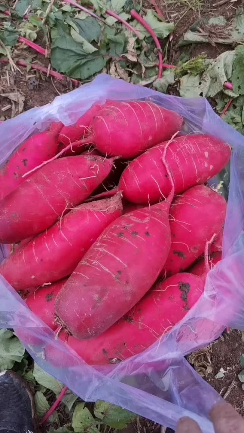 红萝卜