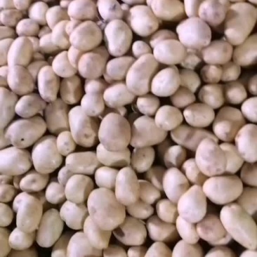 沽源县土豆大量出窖