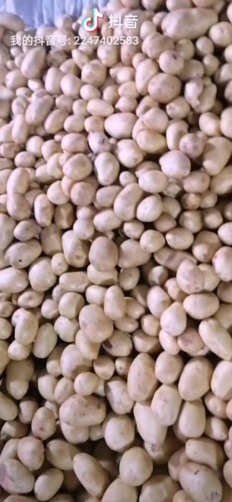 沽源县土豆大量出窖