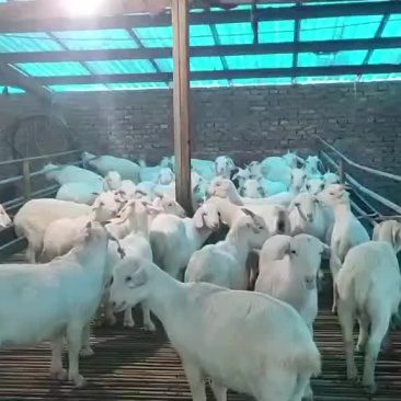 美国白山羊出售中需要的联系