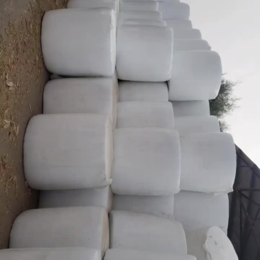 全珠玉米秸秆青储