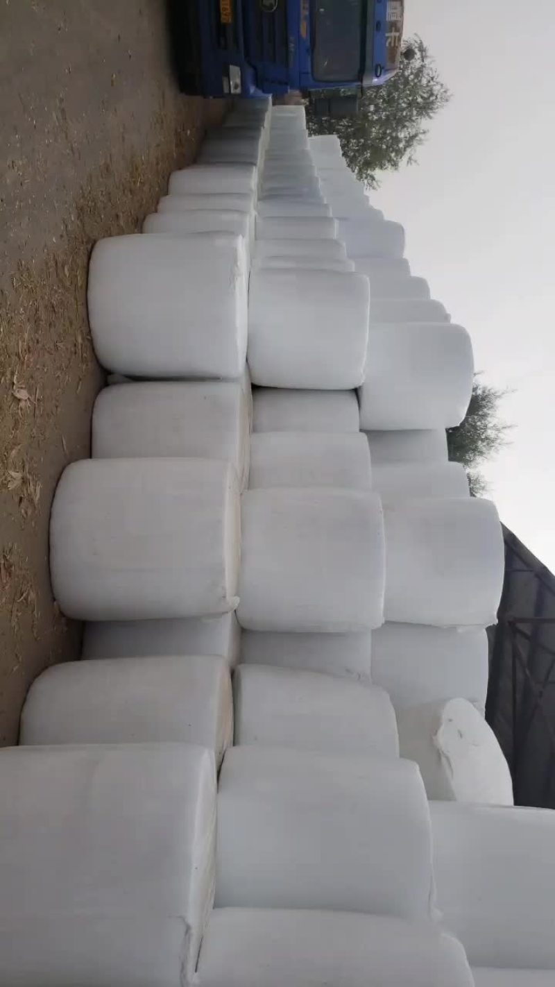 全珠玉米秸秆青储