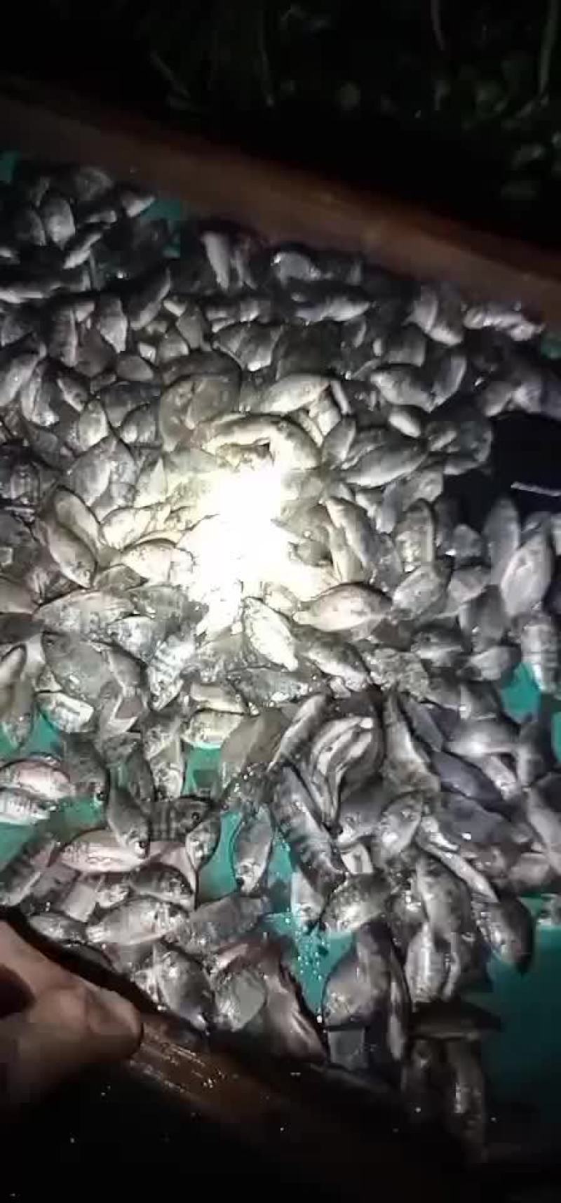 罗非鱼