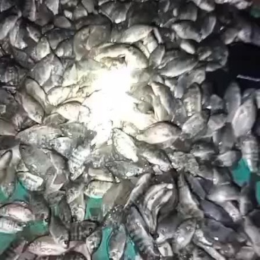 罗非鱼