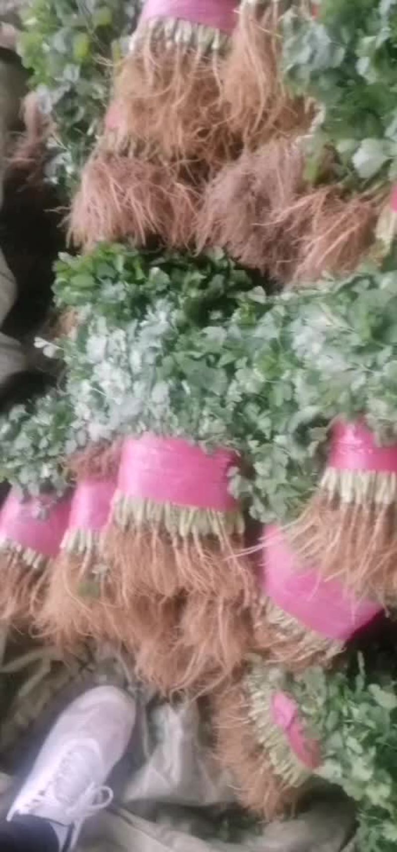 香菜