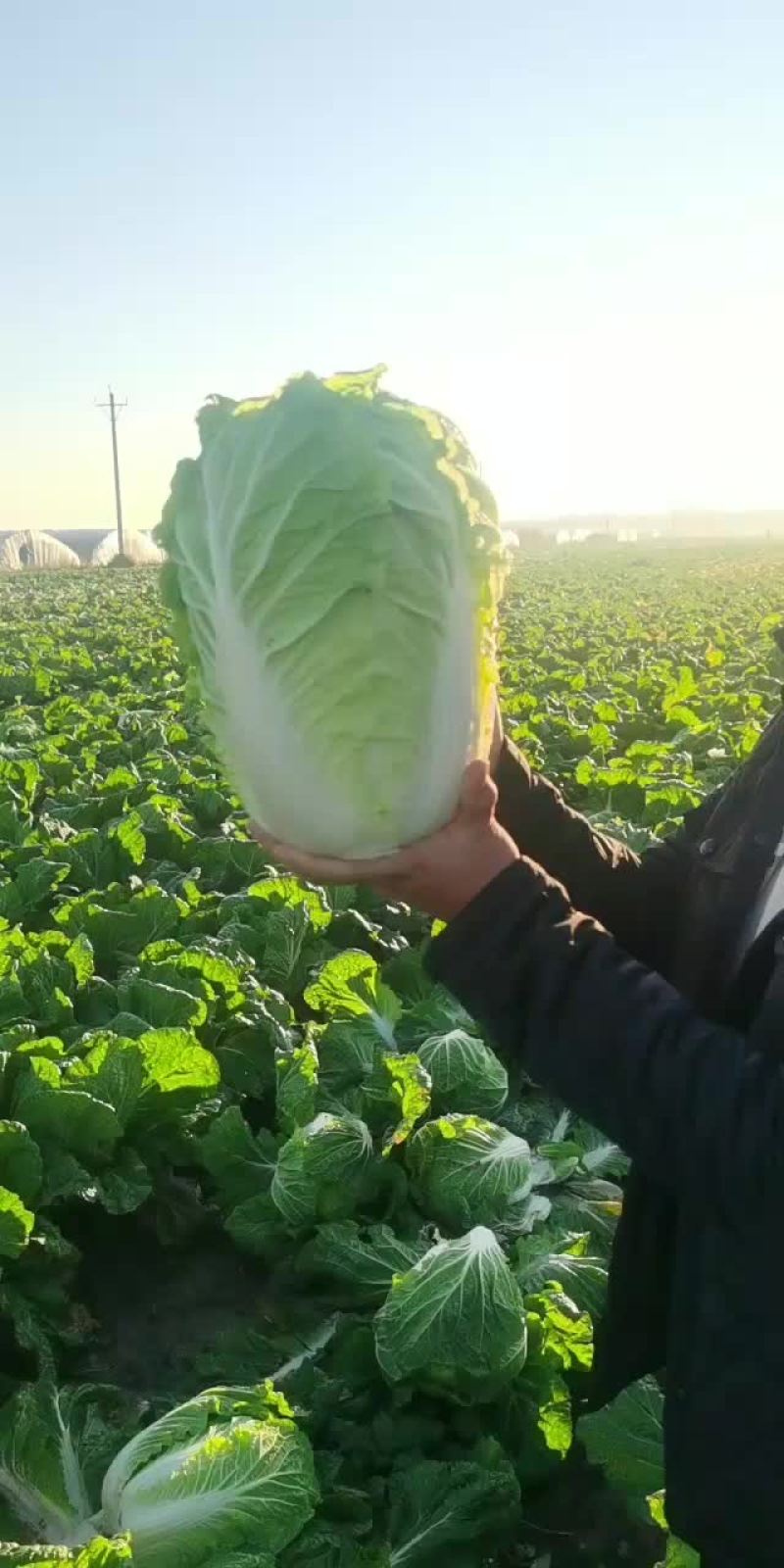 辽西精品白菜基地大量上市，代发全国各地保质保量，诚信经营