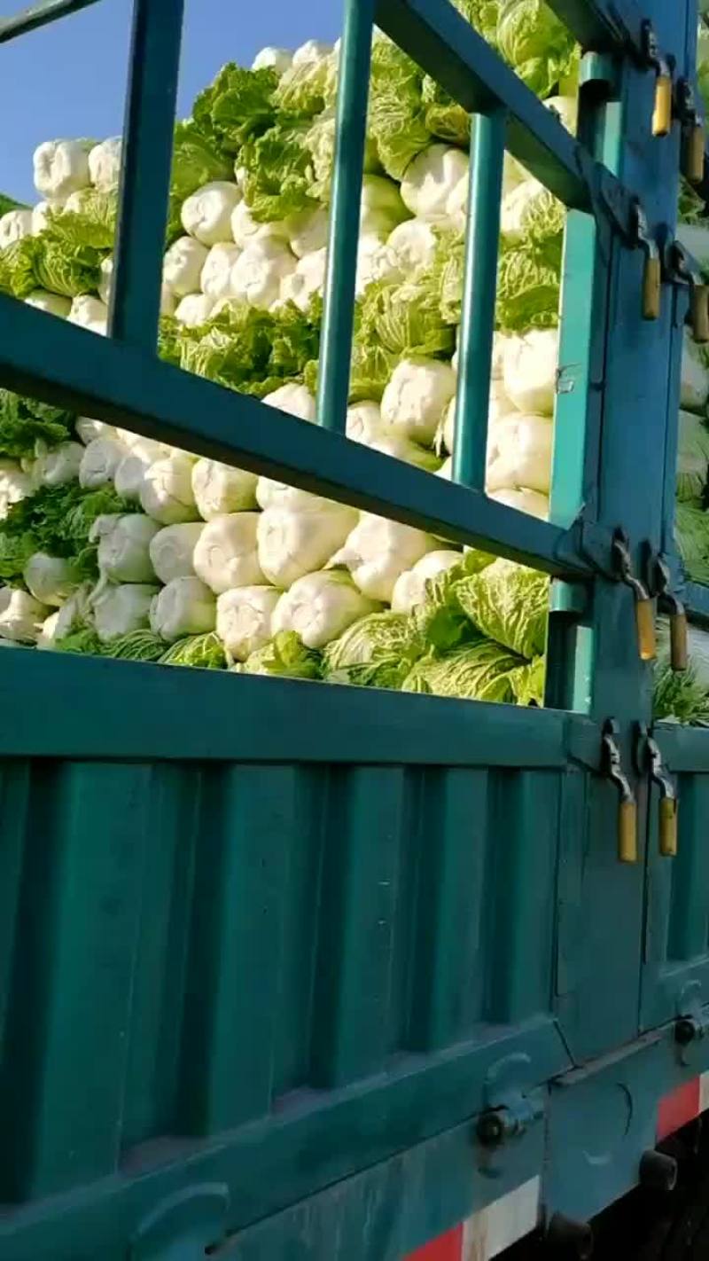 辽西精品白菜基地大量上市，代发全国各地保质保量，诚信经营