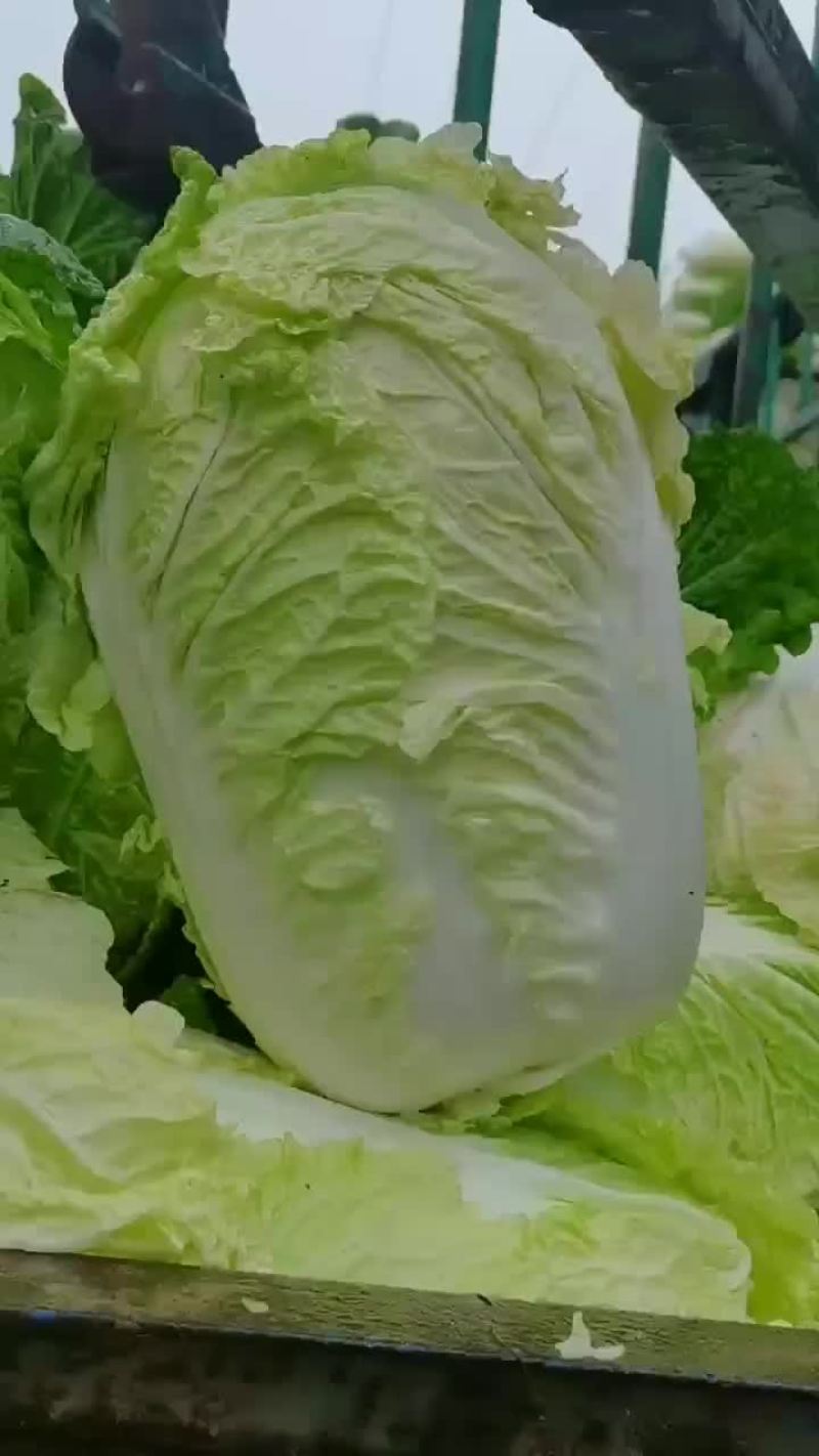 辽西精品白菜基地大量上市，代发全国各地保质保量，诚信经营