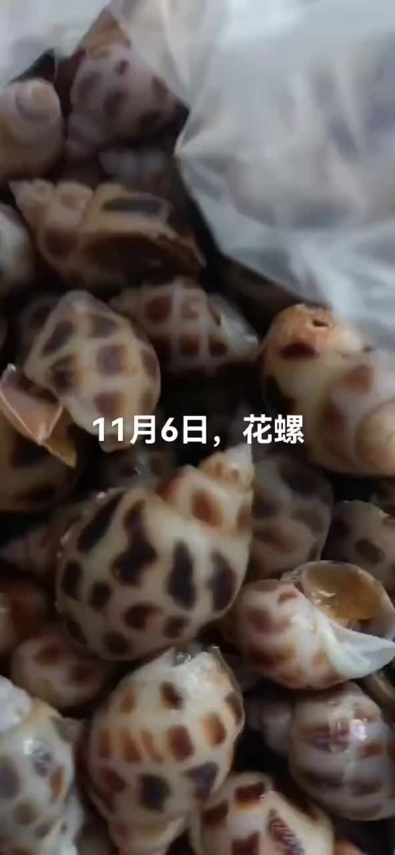 花螺