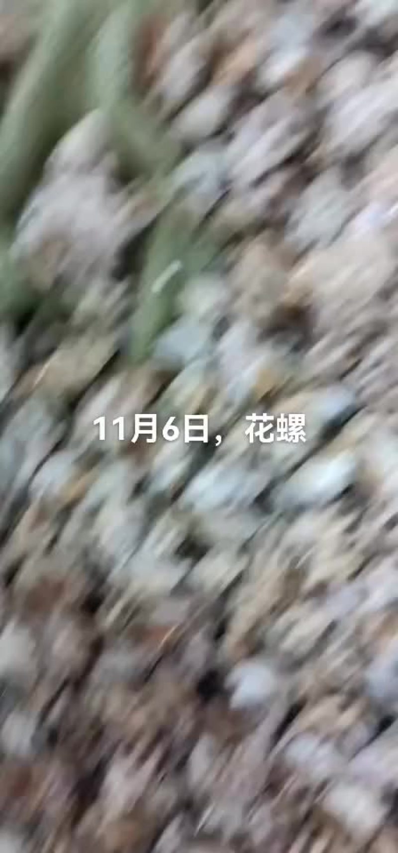 花螺