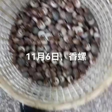 香螺