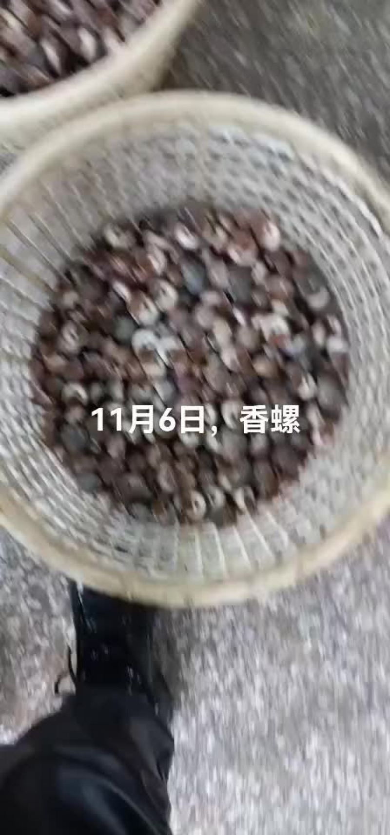 香螺