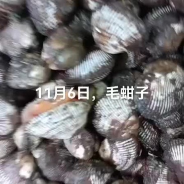毛蚶子，赤贝