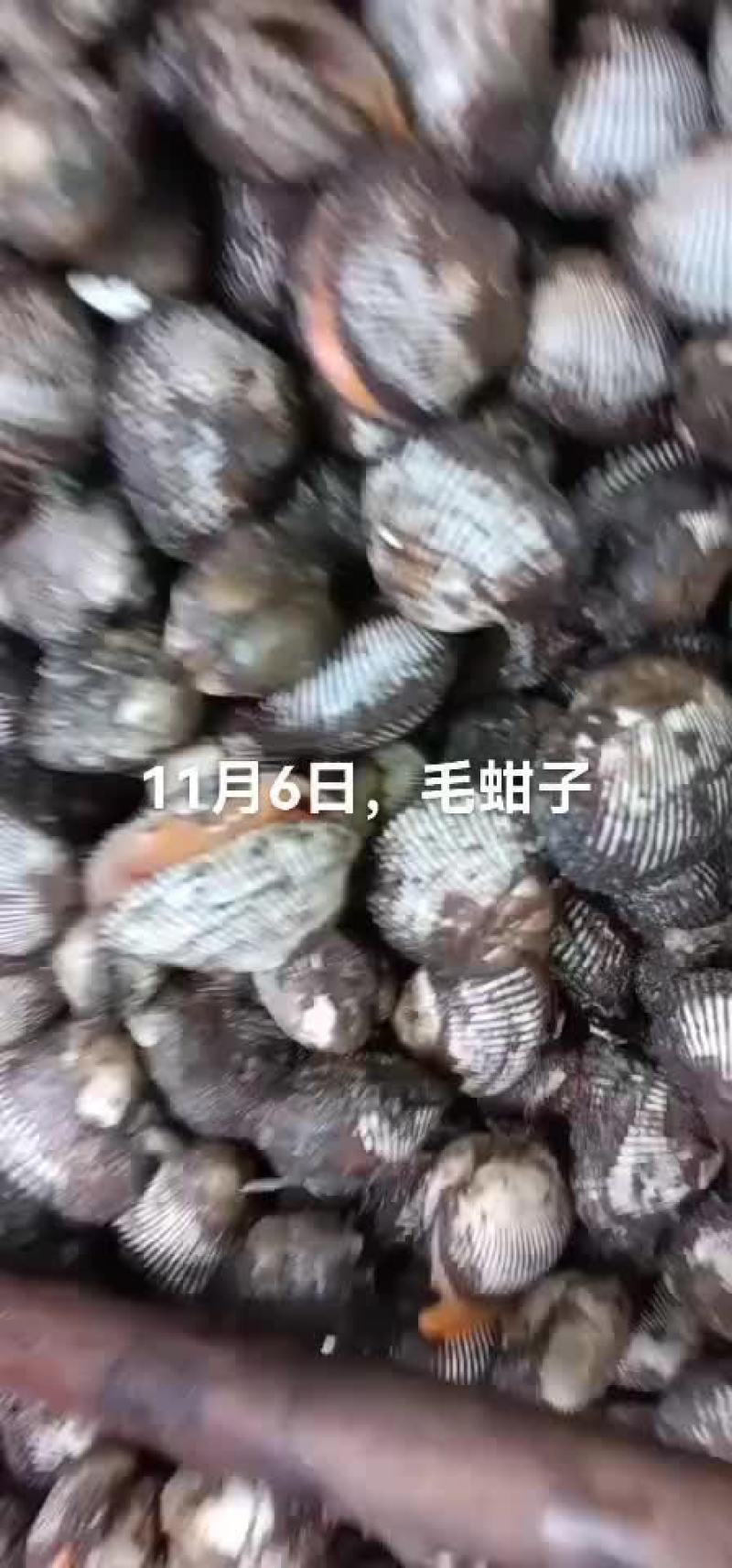 毛蚶子，赤贝