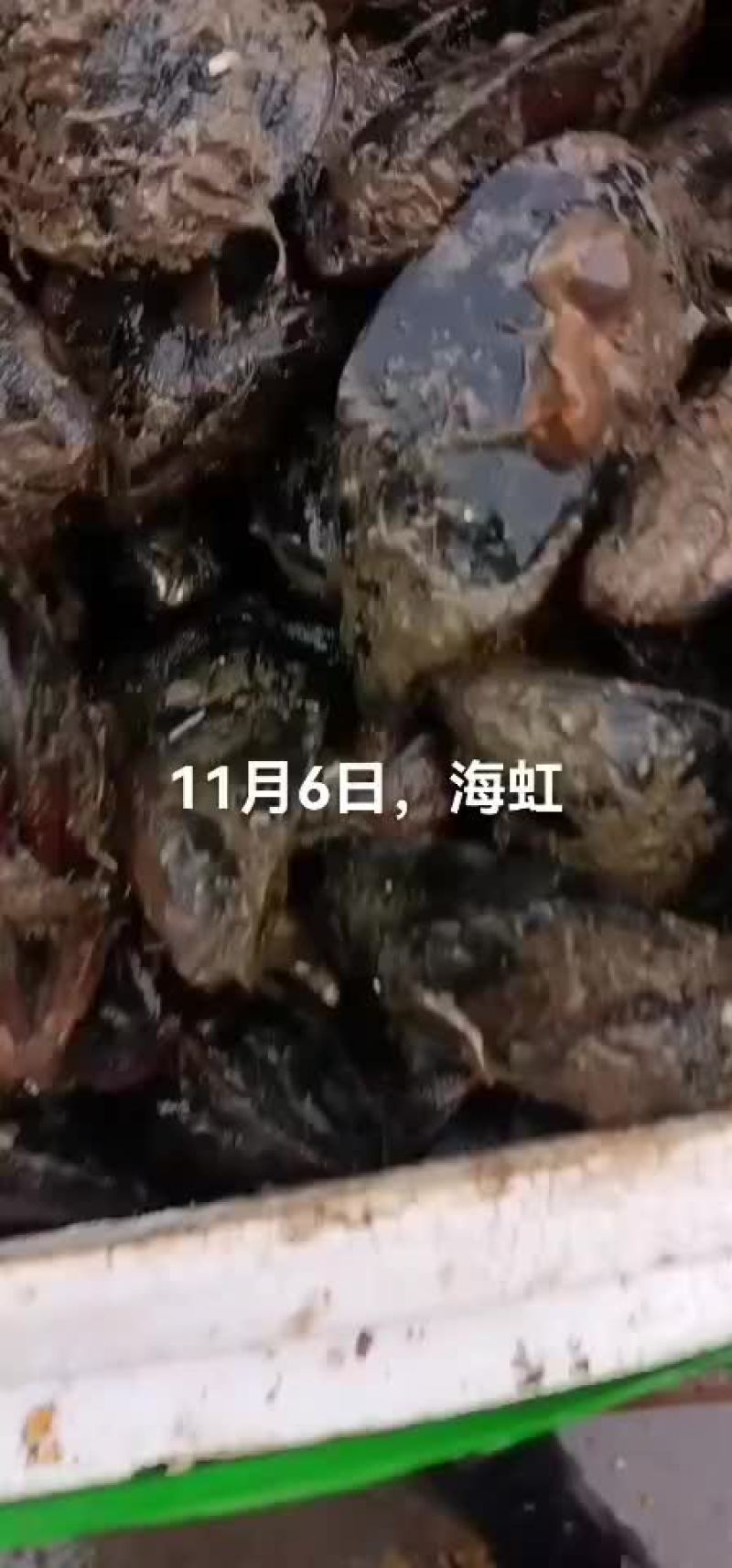 海虹
