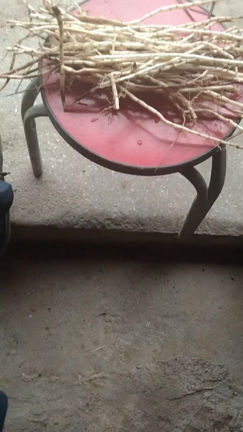 白前，中药材。