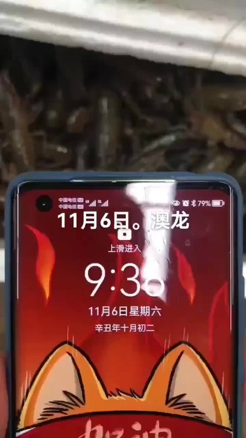 澳龙