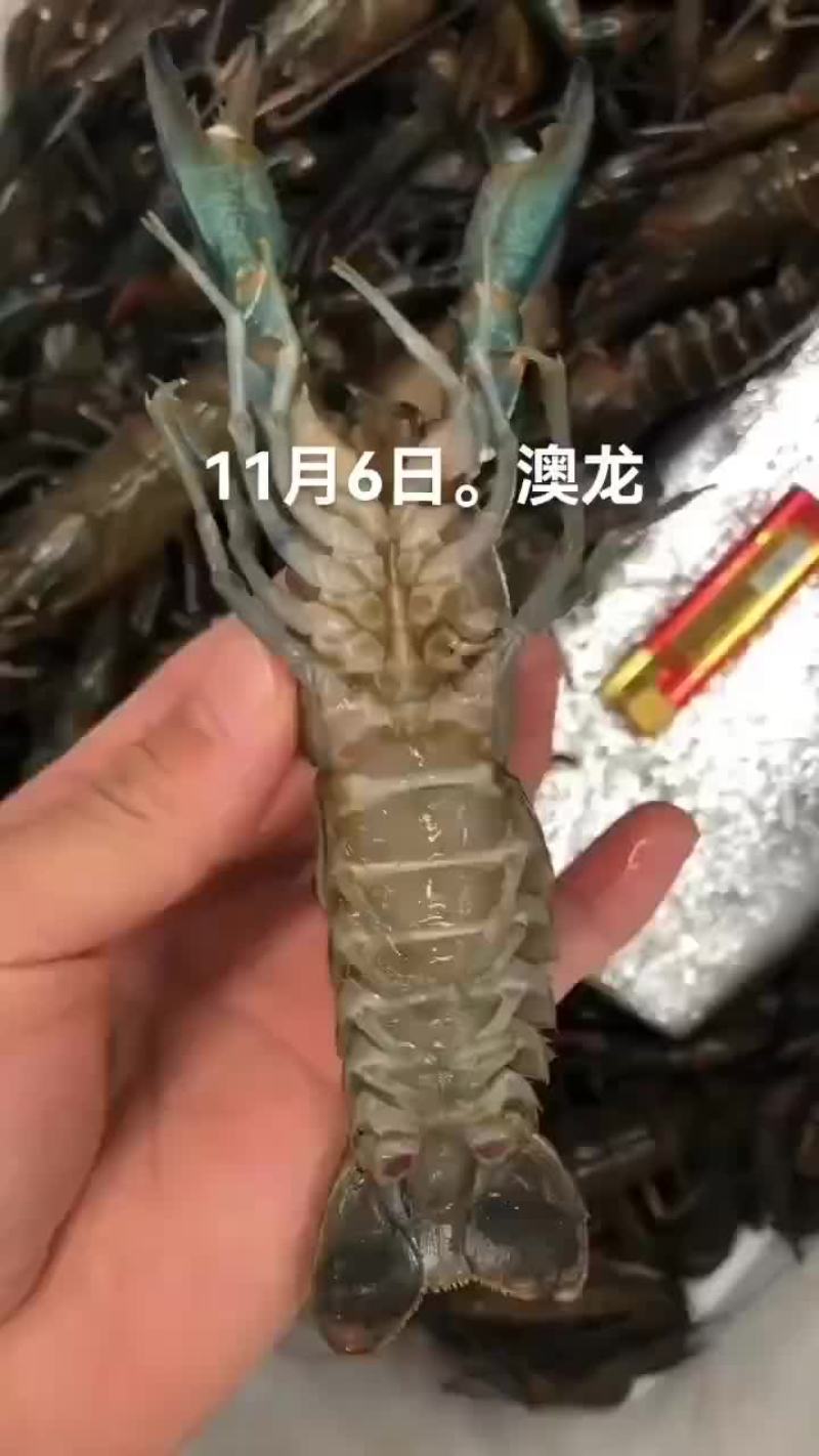 澳龙