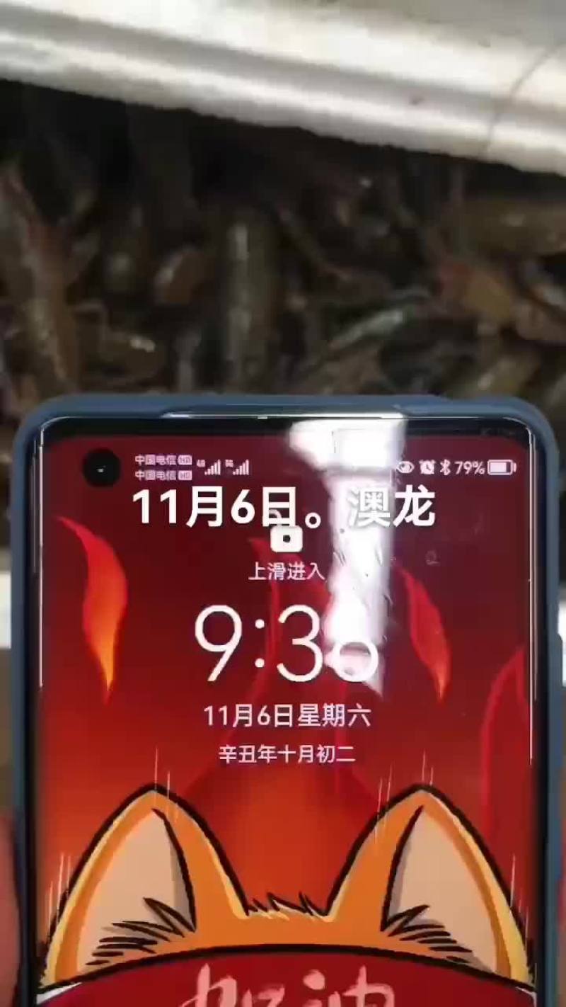 澳龙