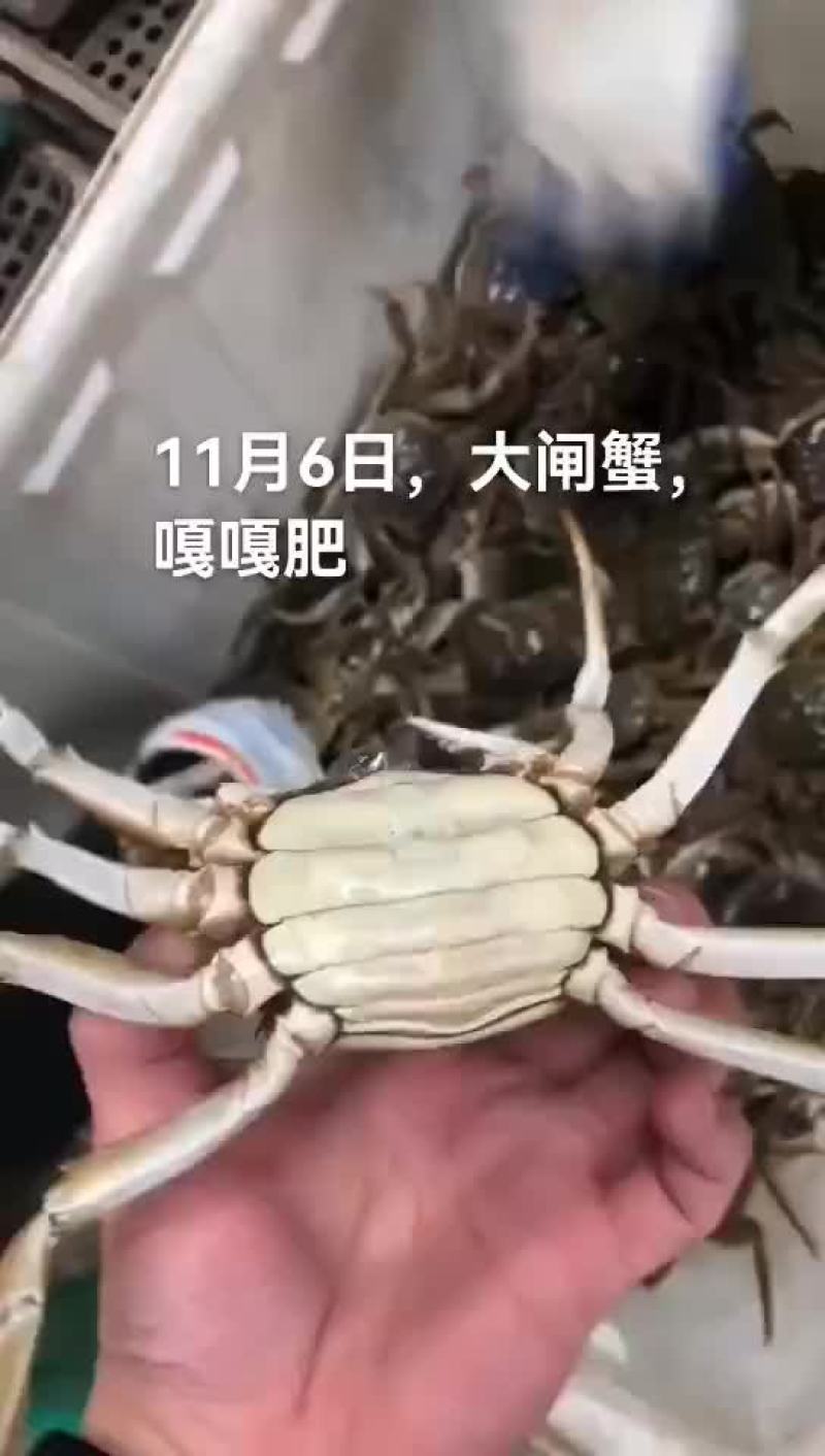 大闸蟹