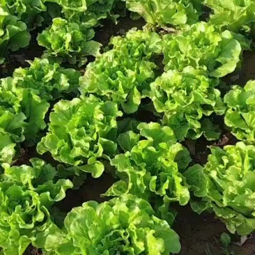意大利生菜，基地种植，质量保障
