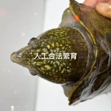 乌龟