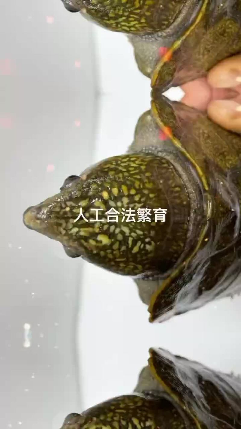 乌龟