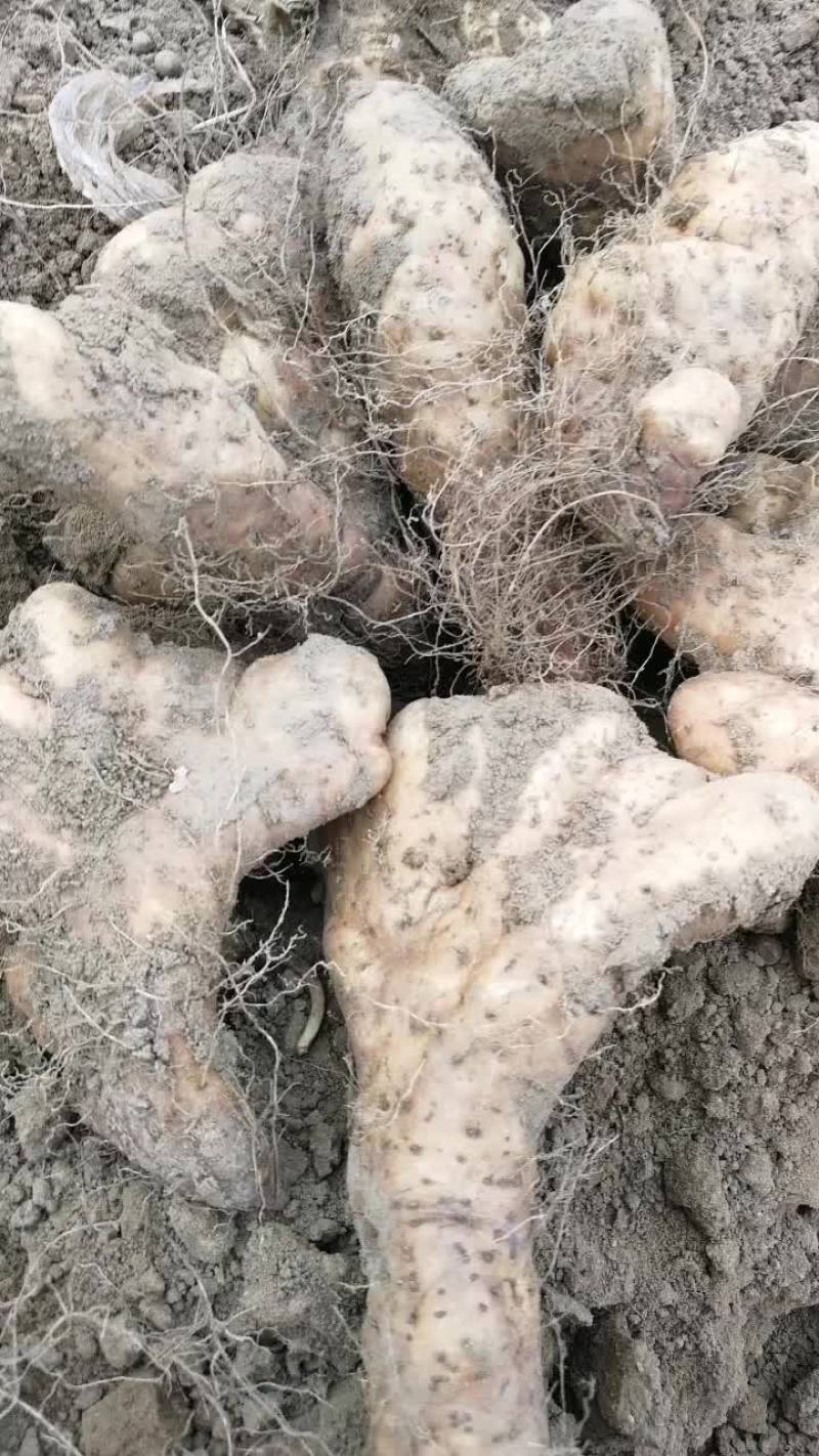 灵芝山药
