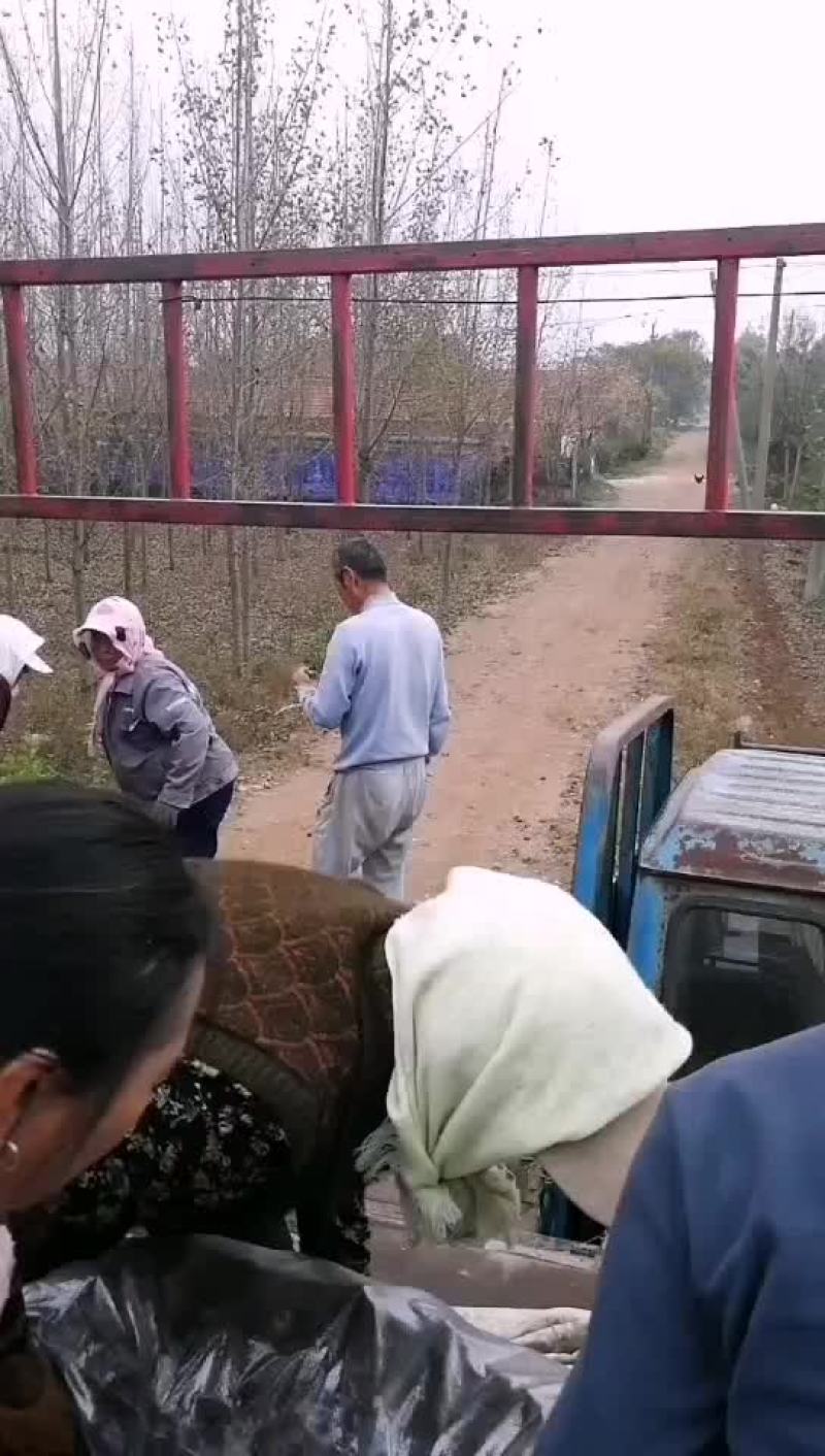 灵芝山药