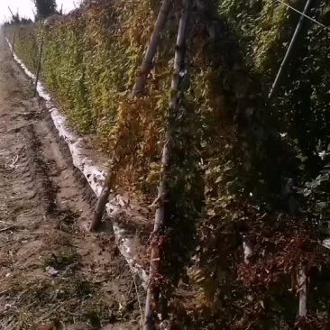 灵芝山药
