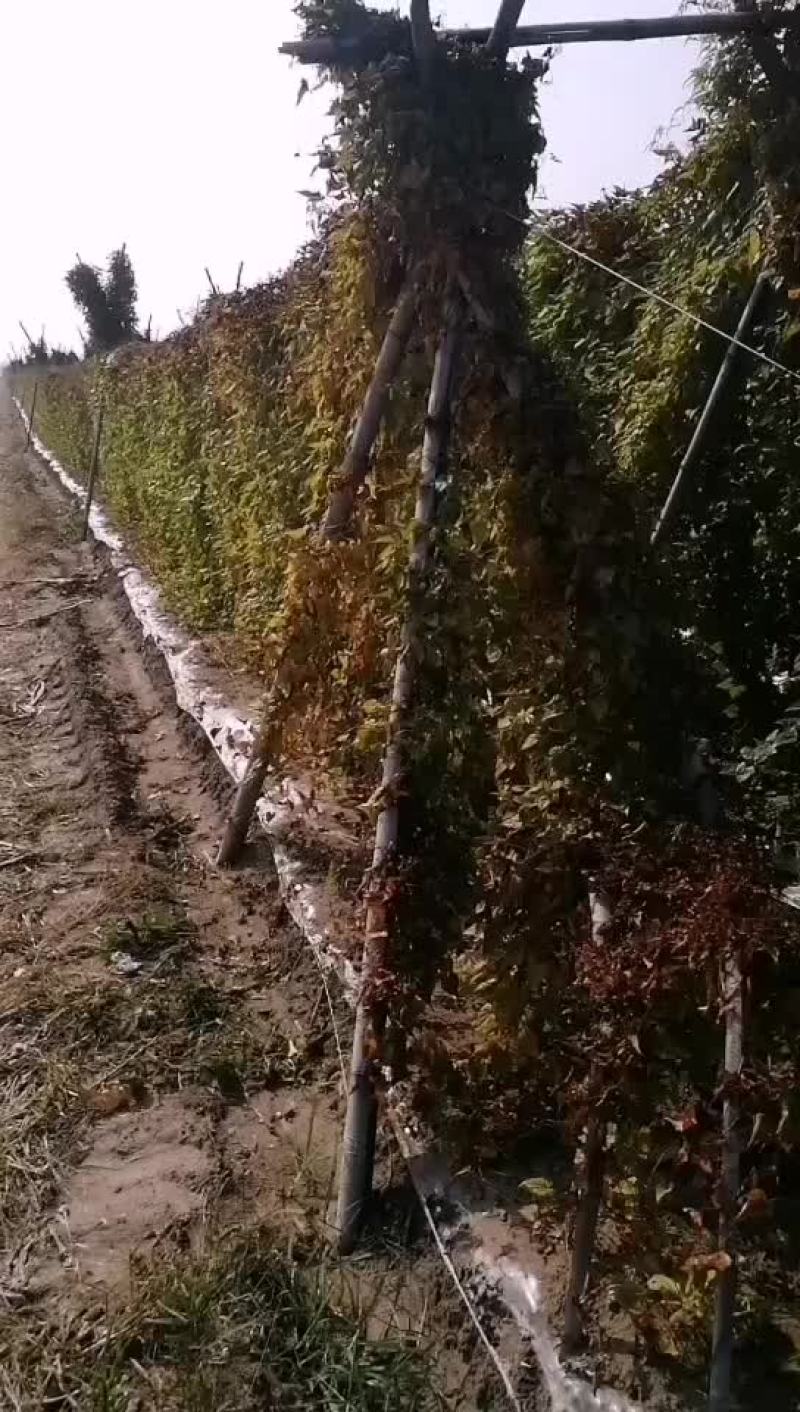 灵芝山药