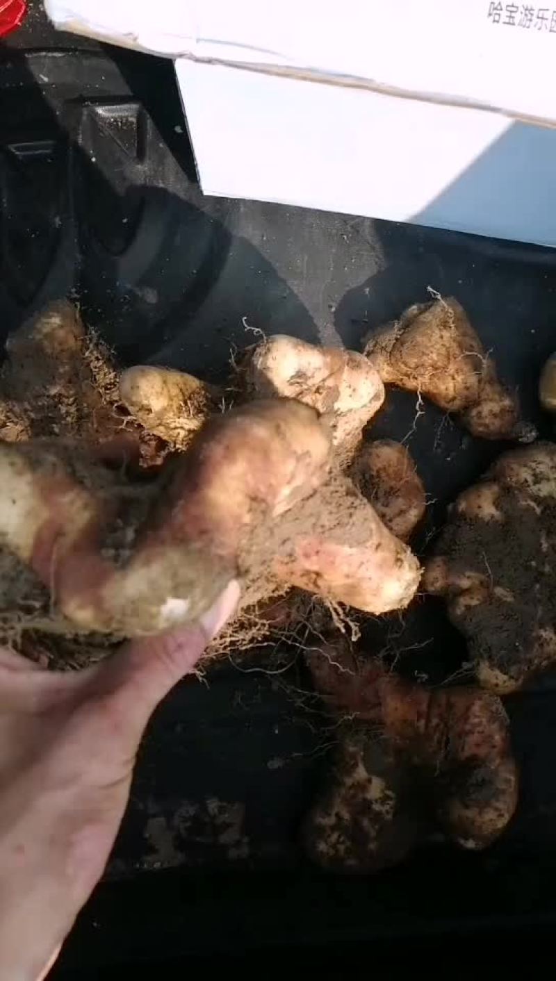 灵芝山药