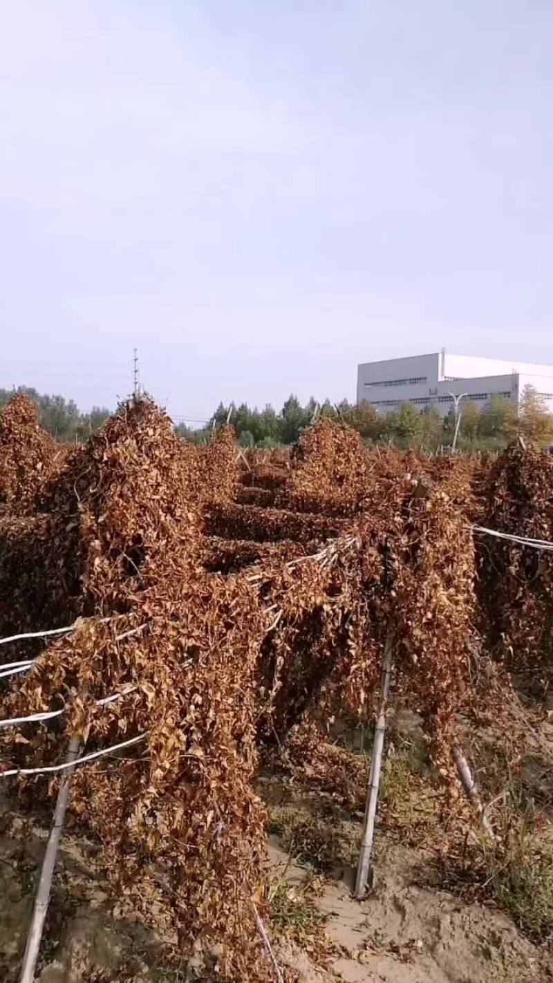 灵芝山药