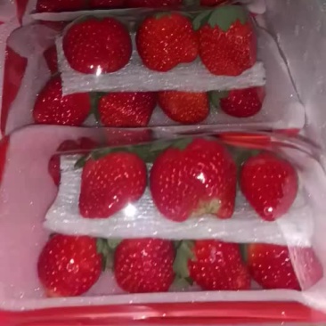 奶油草莓