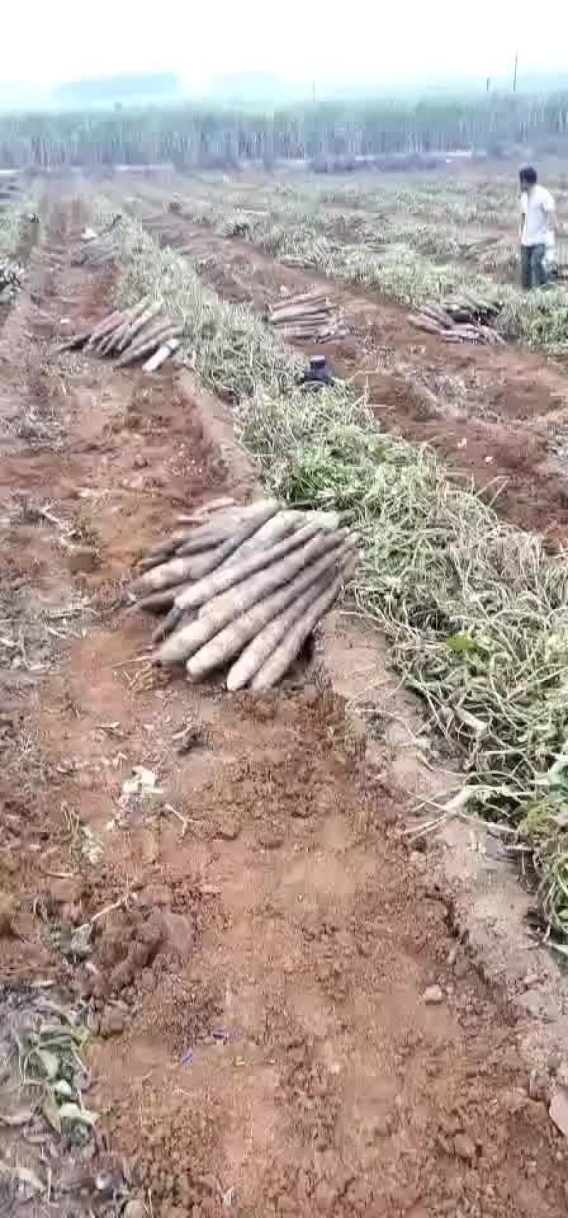 广西山药
