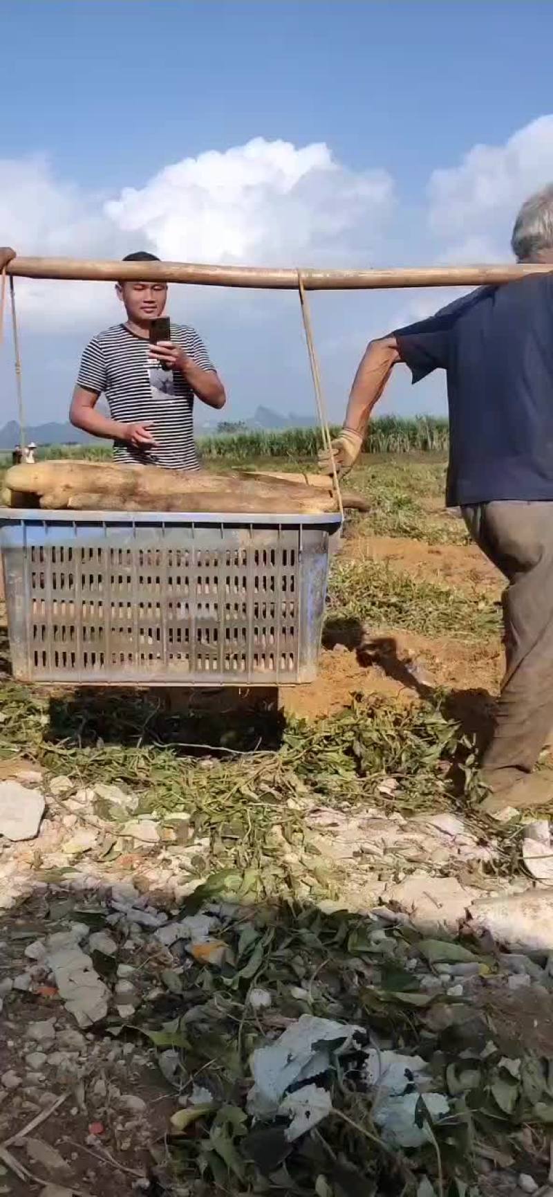 广西山药