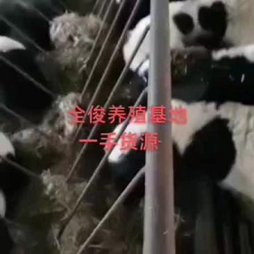 杜泊杂交白山羊波尔山羊种公羊黑山羊羊苗都有