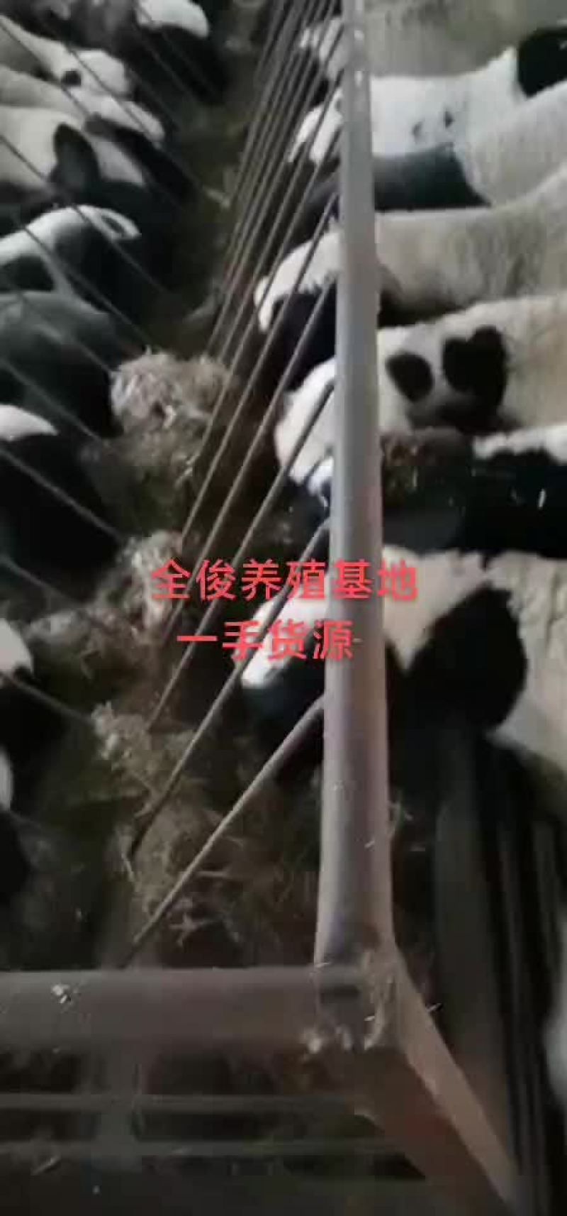 杜泊杂交白山羊波尔山羊种公羊黑山羊羊苗都有