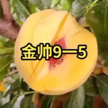 岀售各种优质桃树苗