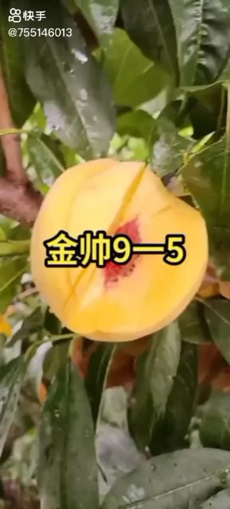 岀售各种优质桃树苗