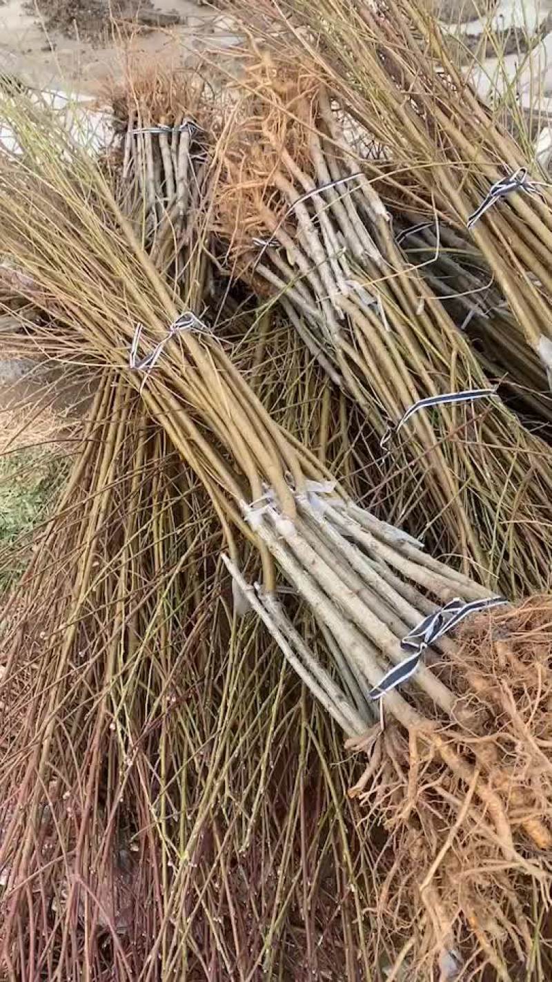 岀售各种优质桃树苗