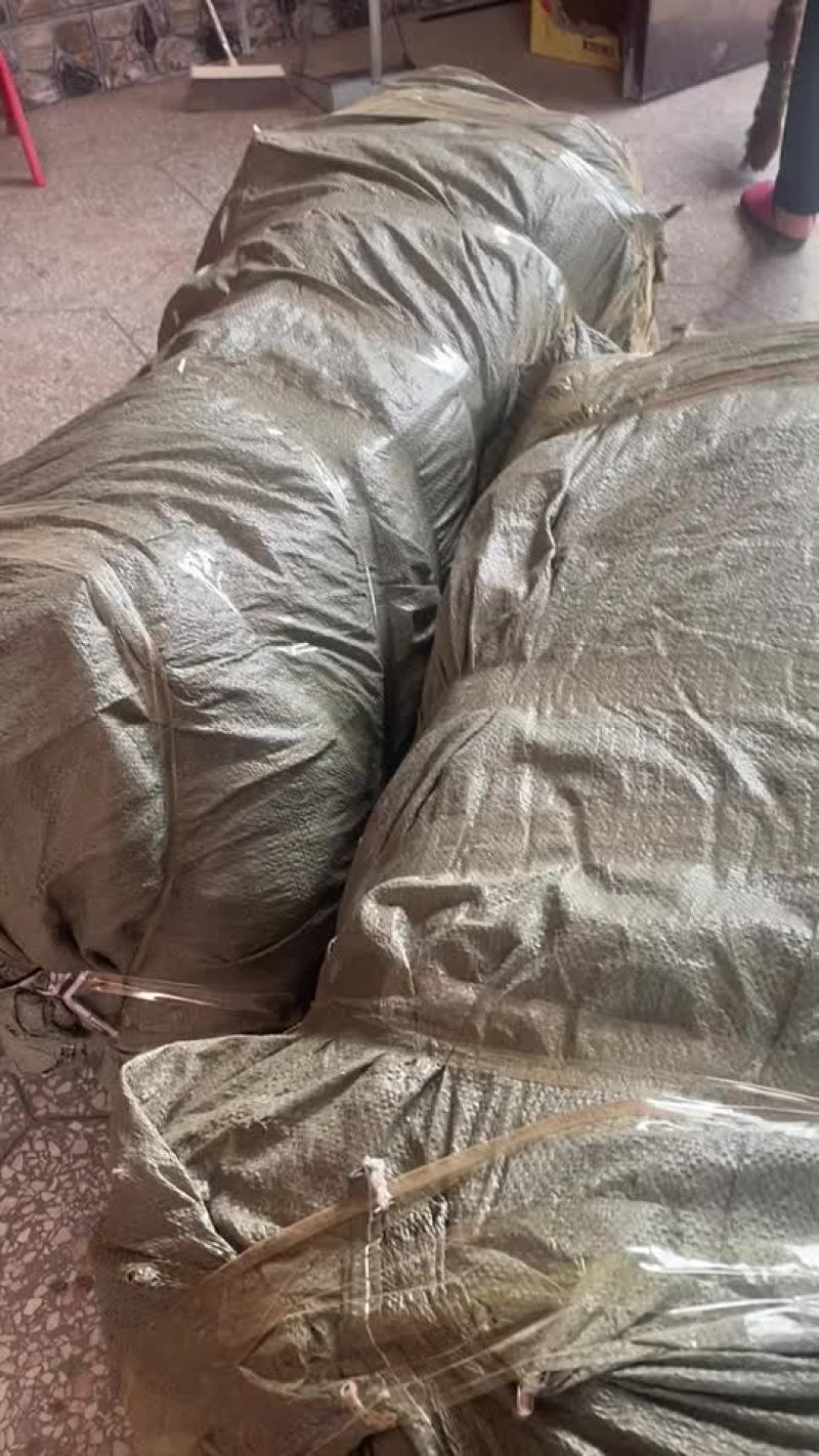 岀售各种优质桃树苗