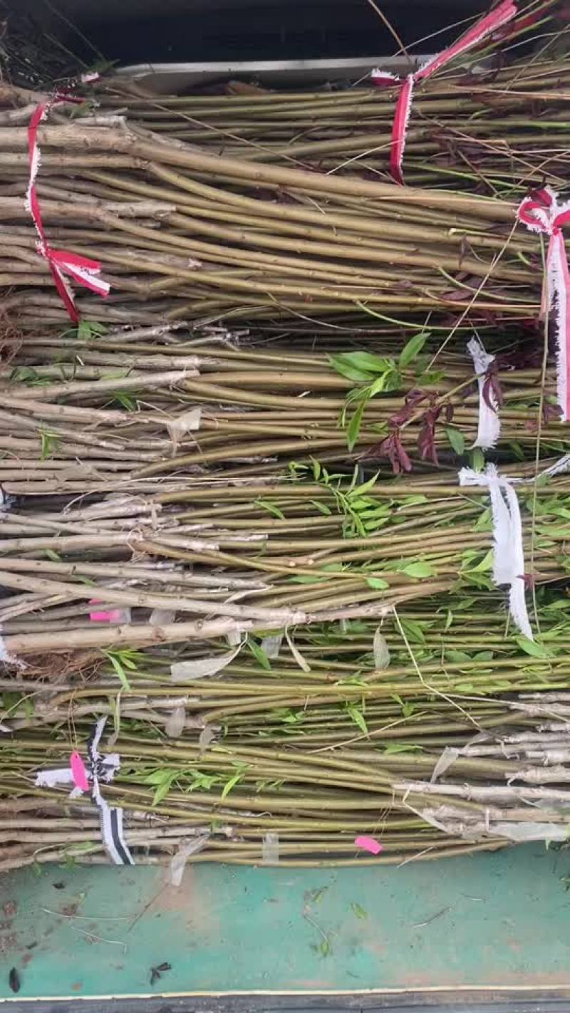 岀售各种优质桃树苗