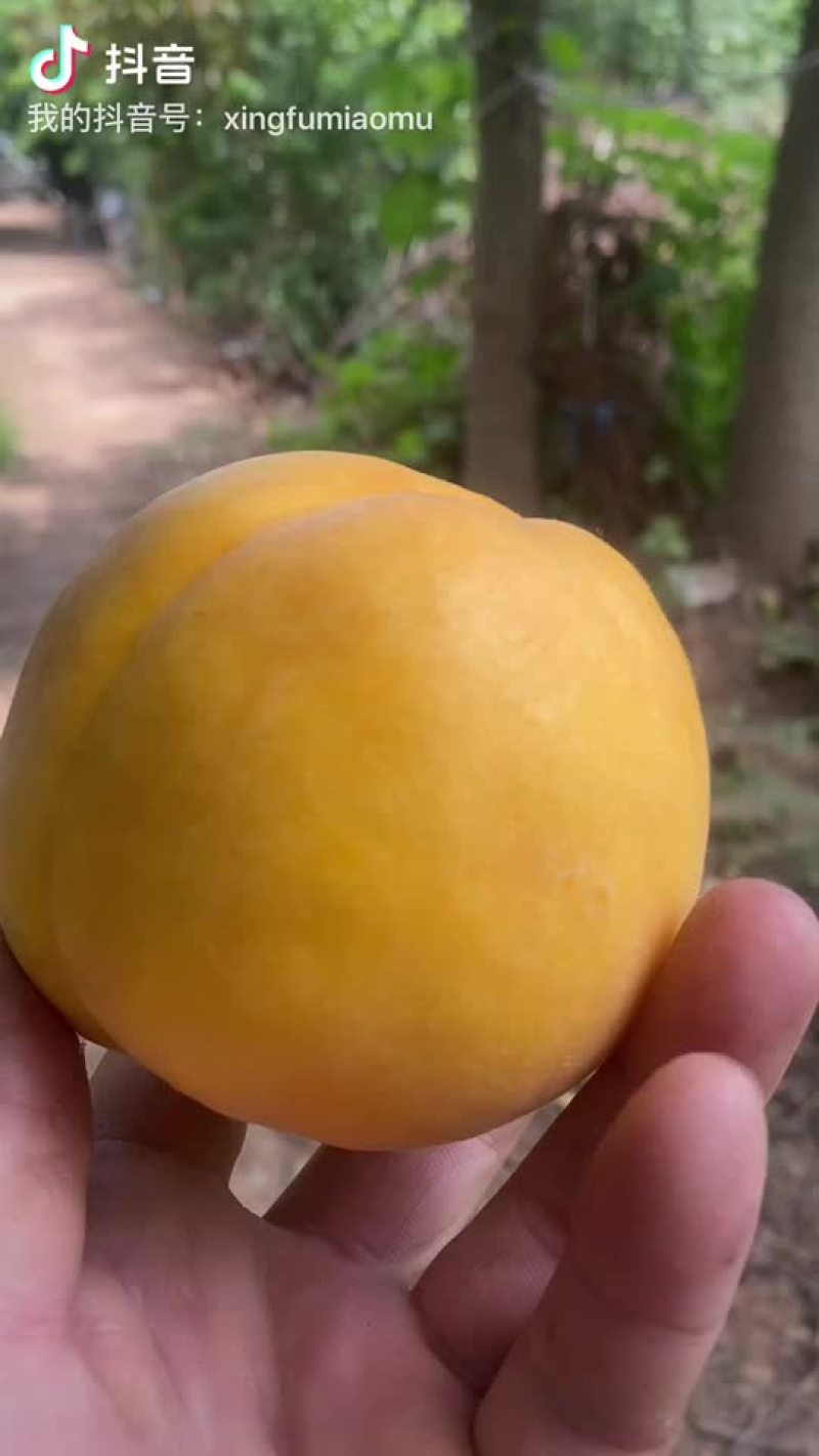 岀售金凤黄桃苗