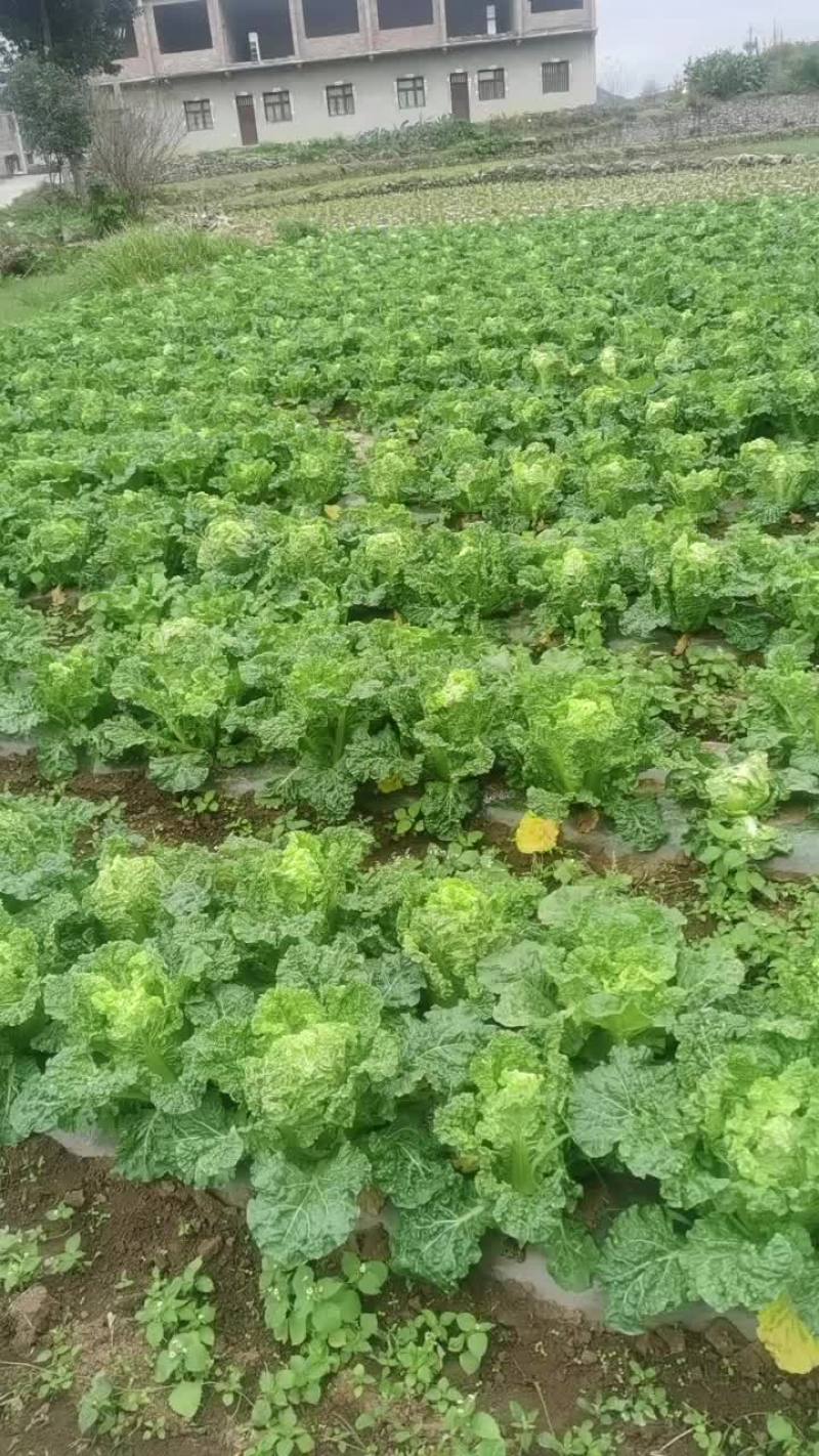 麻叶菜长年供应