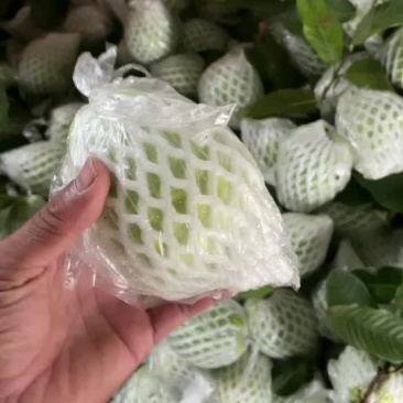 芭乐，番石榴