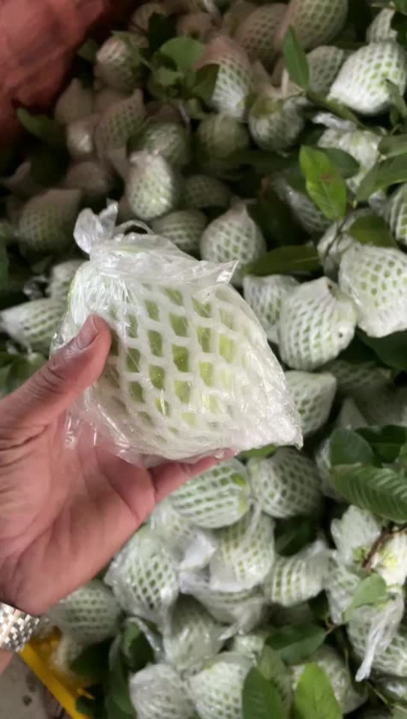 芭乐，番石榴