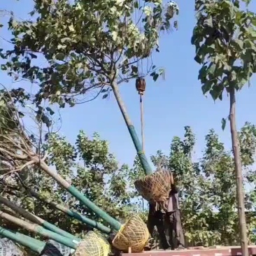 梓树