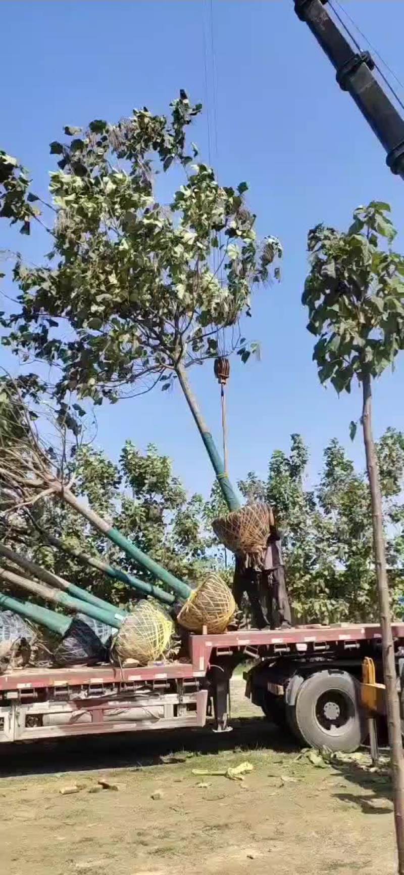 梓树
